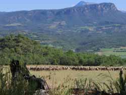 Pastoralisme non loin du village de Lagarres.