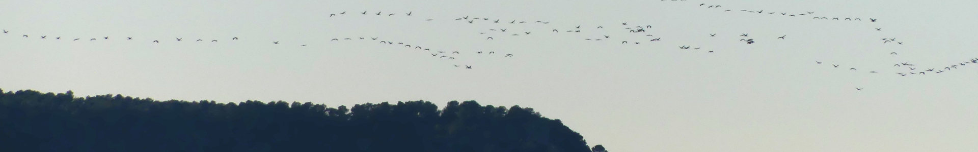 Photo qui montre Les cigognes en vol, fin de journée, Aragon, Espagne | Cliquer pour agrandir