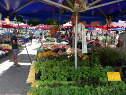 Photo du marché aux camélias dans l'île de La Réunion