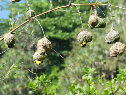 Photo des nids de béliers dans l'île de La Réunion