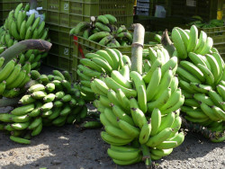 Un régime de bananes dans l'île de La Réunion