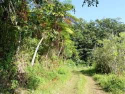 Photo de la jungle à Saint-André dans l'île de La Réunion