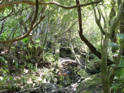 Photo de la jungle à Saint-André dans l'île de La Réunion