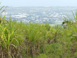 Photo de la canne à sucre à Saint-André dans l'île de La Réunion