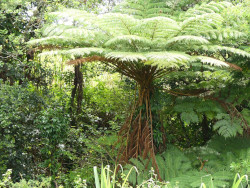 Photo d'une fougère arborescente à Saint-André dans l'île de La Réunion