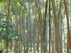 Photo de troncs de palmiers dans l'île de La Réunion