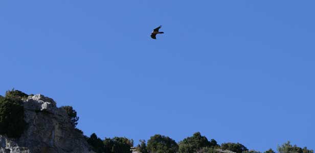 Vol de rapaces dans la Sierra de Guara, Aragon, Espagne. | Cliquer pour agrandir