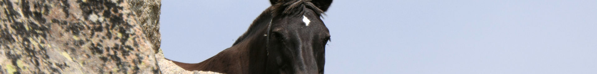 Photo of a Horse in summer pasture in Cerdanya, France. | Click to enlarge