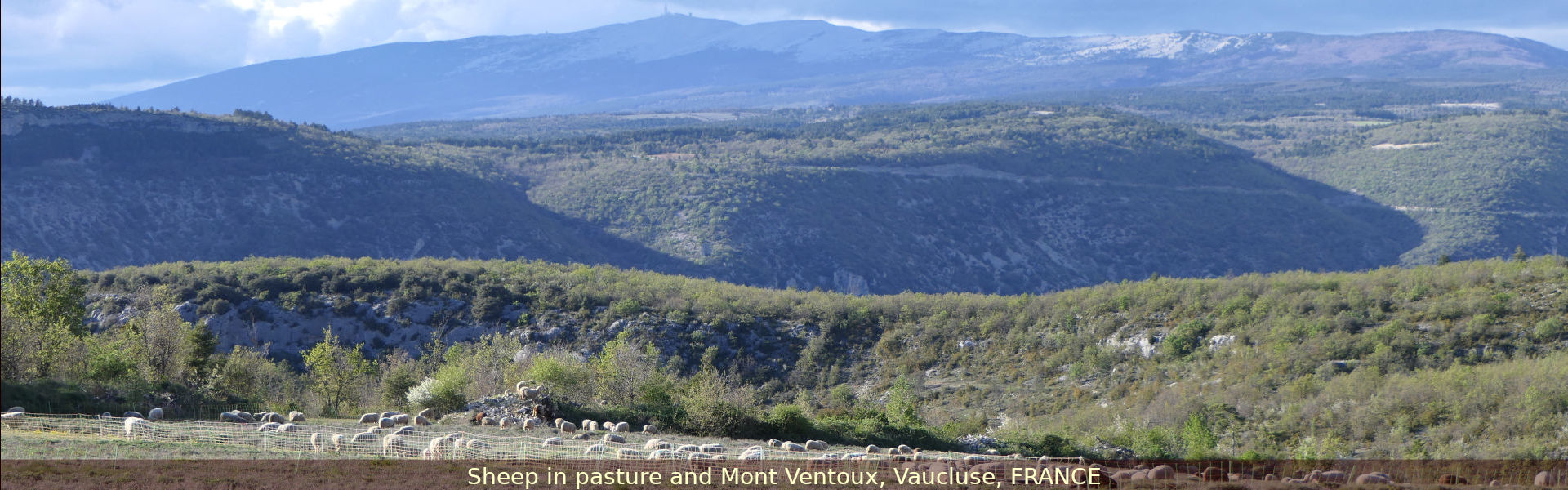 Sheep in pasture and Mont Ventoux, Vaucluse, FRANCE