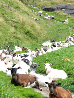 Photo qui montre des chèvres attendant de passer en salle de traite, Frette, Norvège | Cliquer pour agrandir